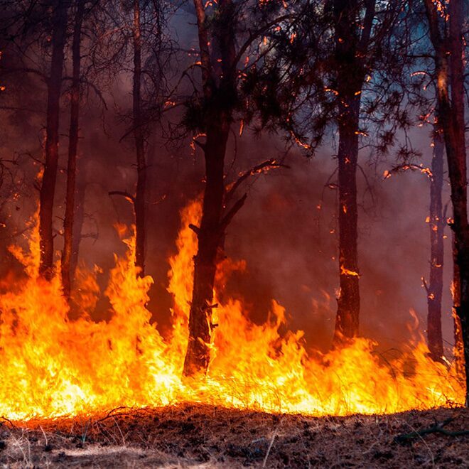 A Forest on Fire