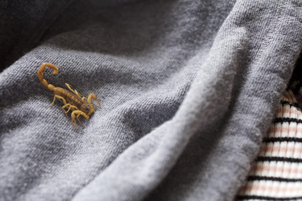 Close up of Scorpion Crawling on Blanket