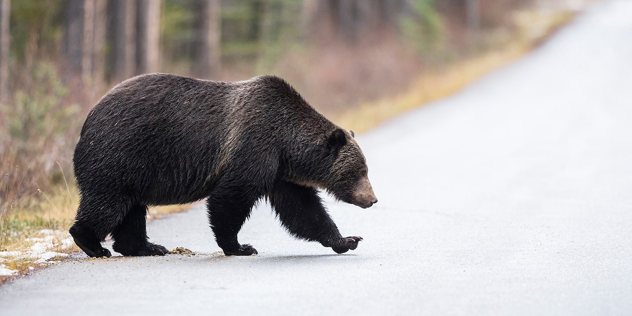 Bear Walking Across Road