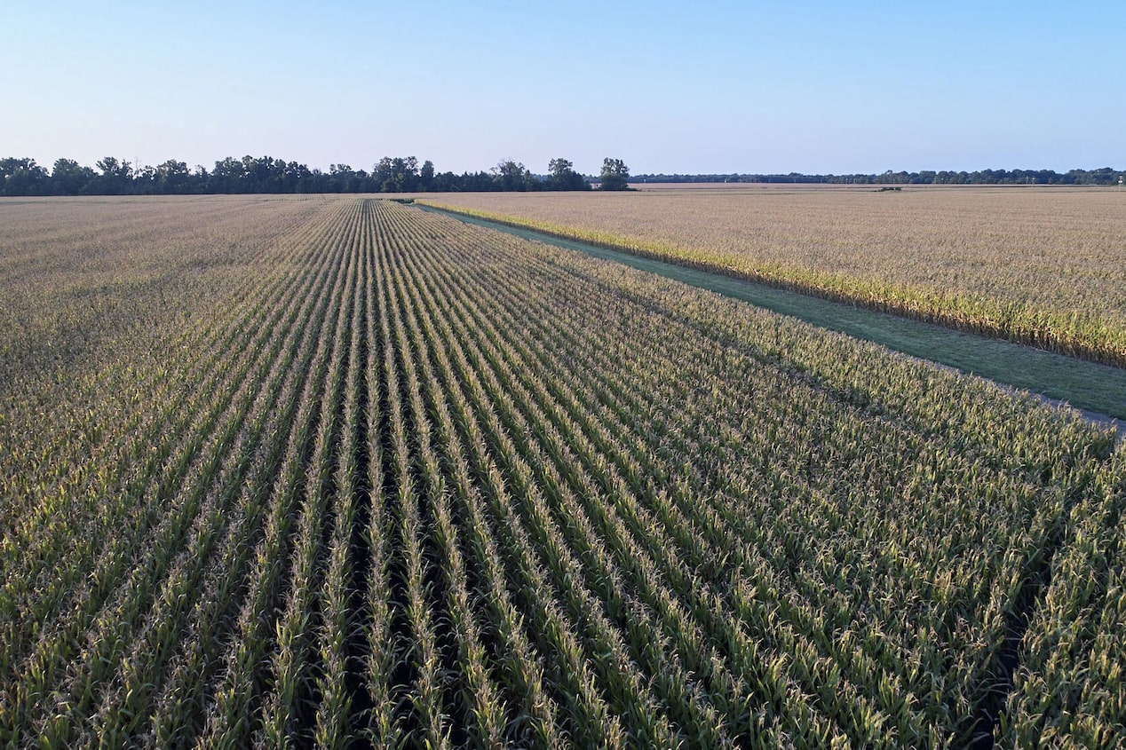 Birds Eye View of Corn Fields