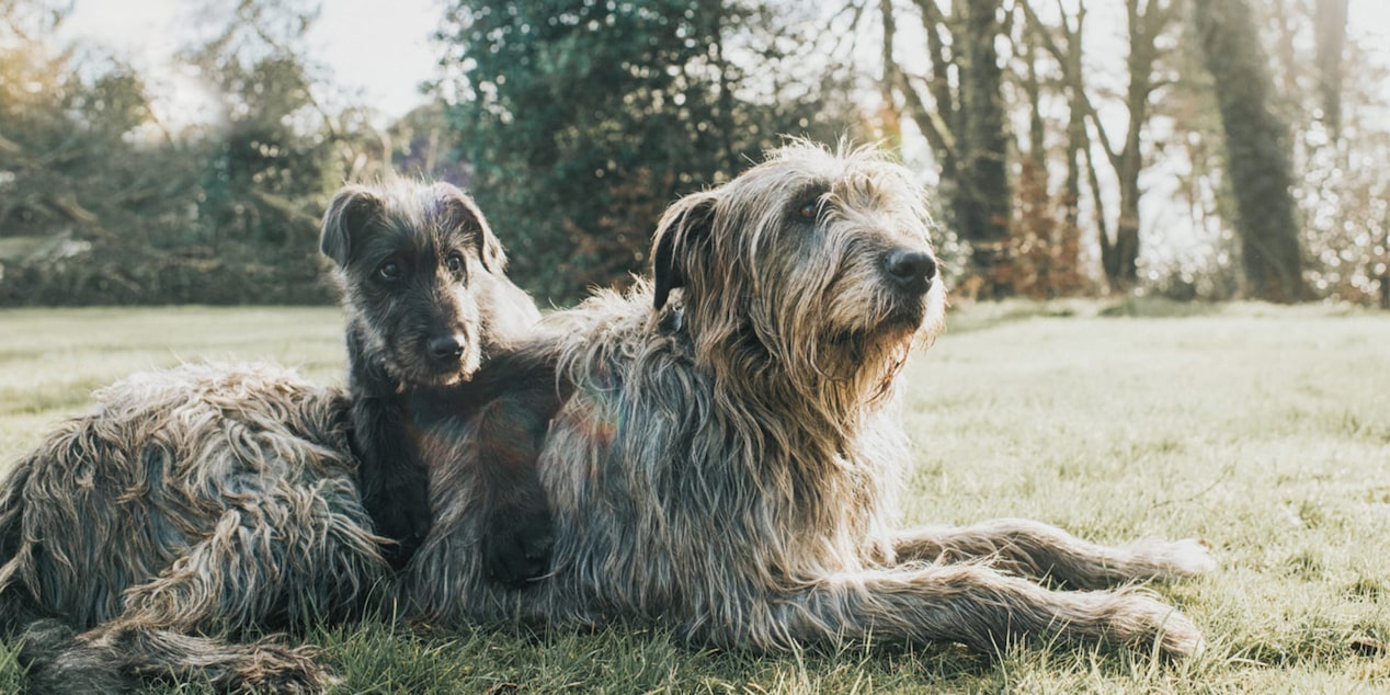 Two Dogs Laying Together in the Grass
