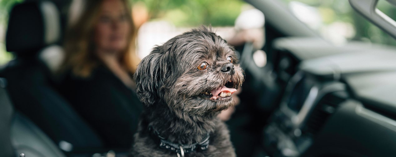 A Little Black Dog Looking out of a Passenger Side Window