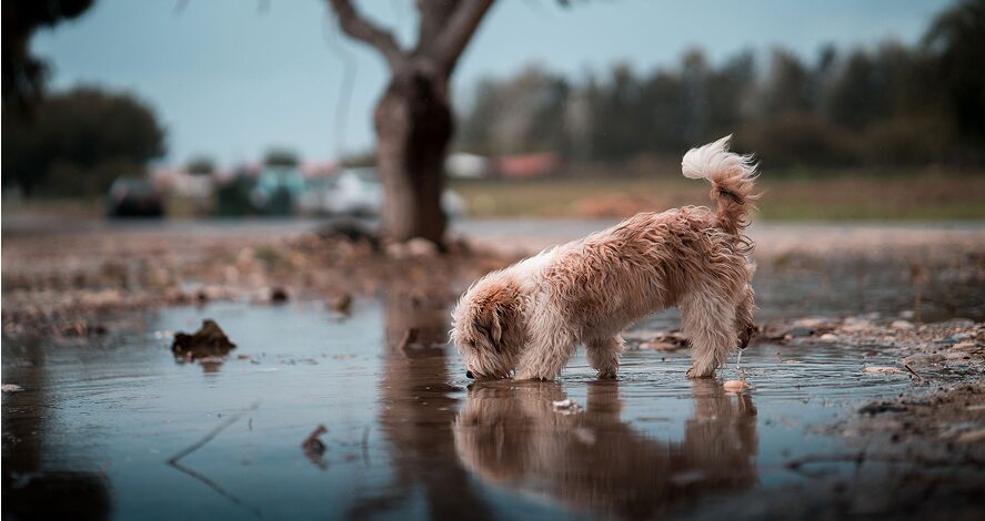 Dog sniffing a puddle