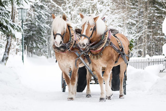Two horses pull a carriage along a snowy path.