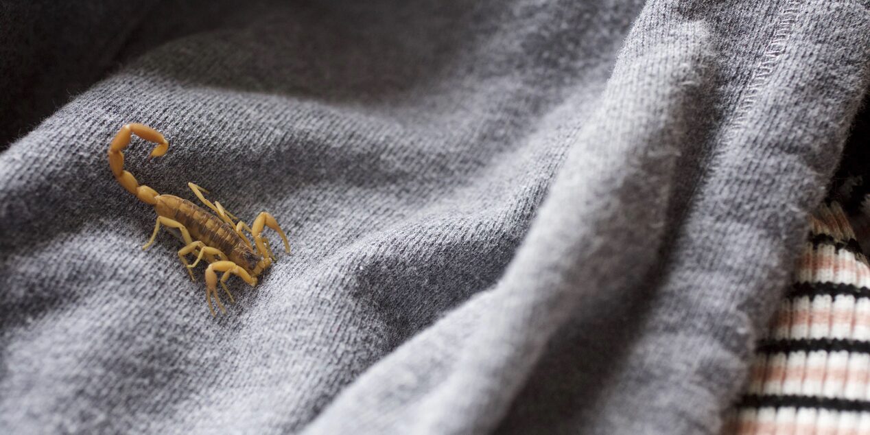 Close up of Scorpion Crawling on a Blanket