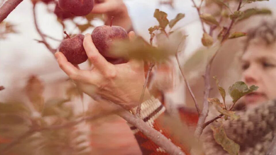 Woman Harvesting Fall Fruits off of a Tree