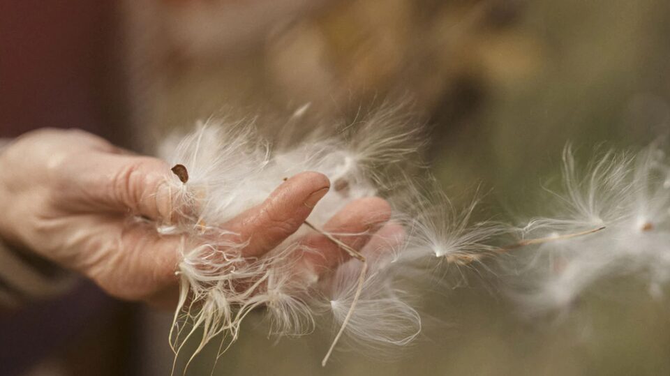 Close-Up of Hand Holding Soft Plant Matter