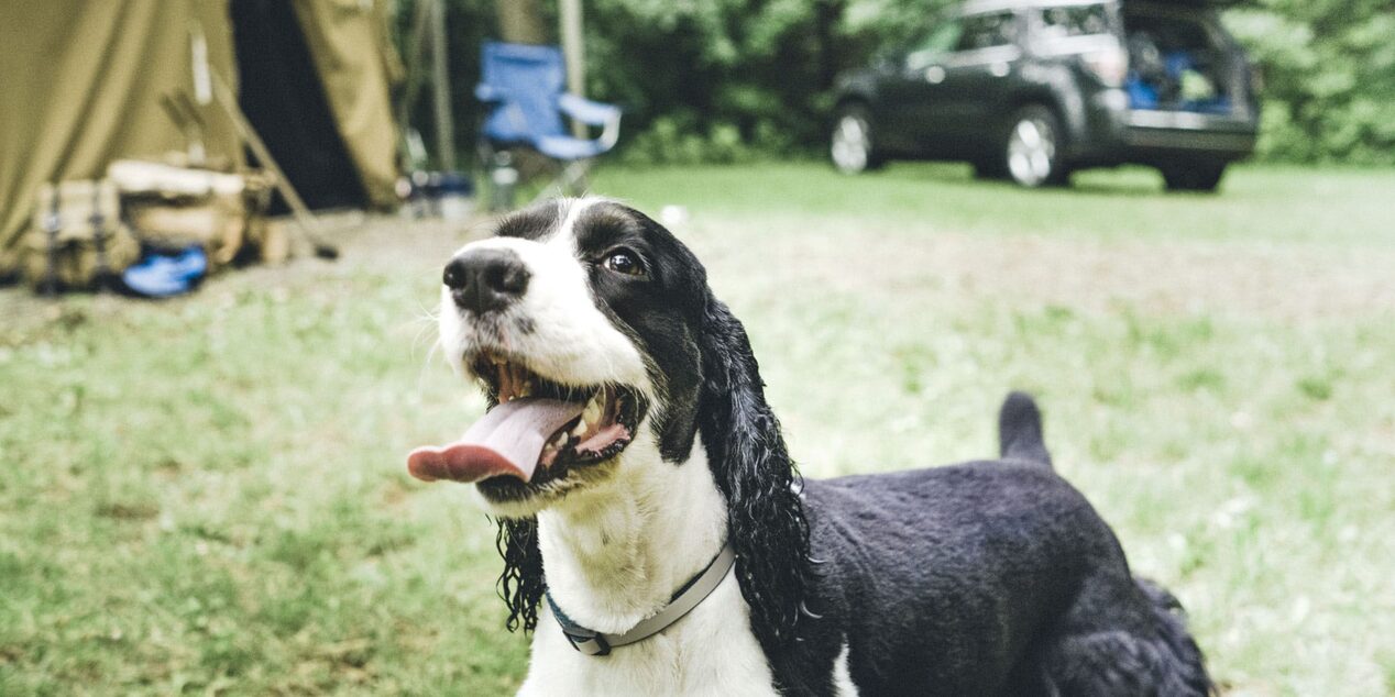 Traveling with Your Pets